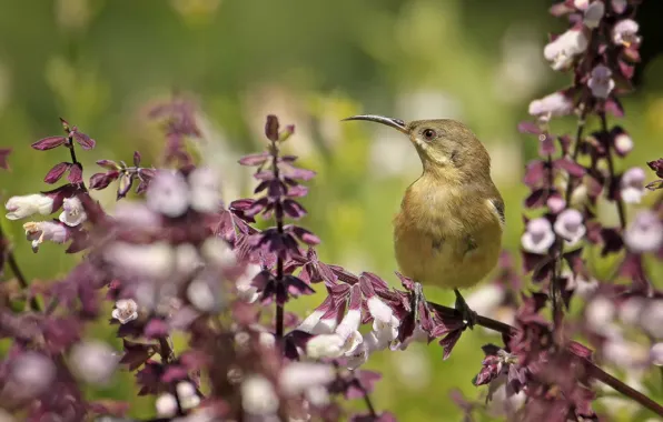 Flowers, branch, bird, baby