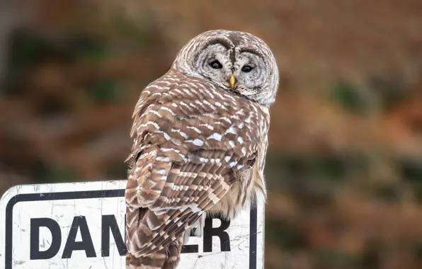Picture look, nature, letters, background, the inscription, owl, bird, plate