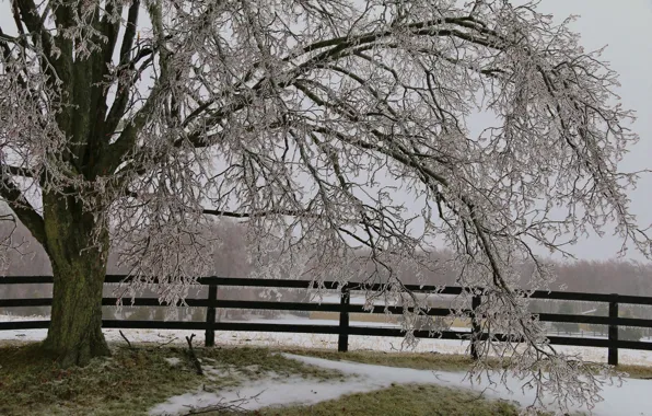Ice, snow, tree, the fence, icicles