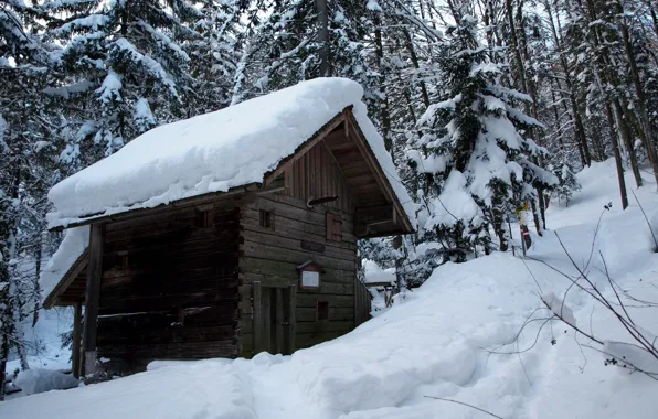 Forest, snow, Winter, frost, wooden, house, forest, nature