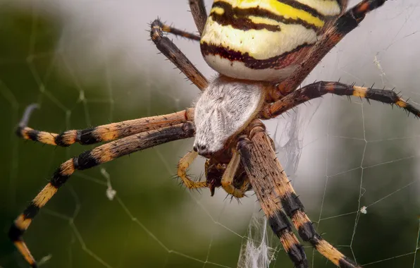 Web, spider, insect, Bogdan, macro photography of insects, Argiope bruennichi