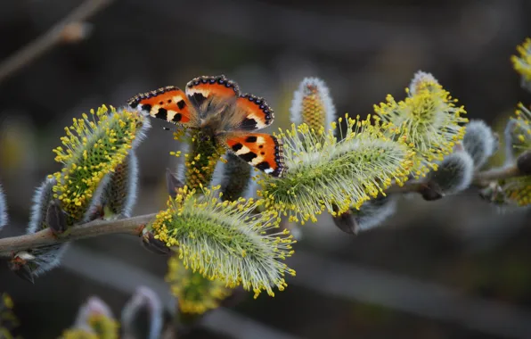 Picture branches, butterfly, spring, Verba