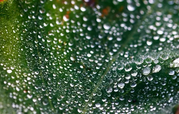 Drops, macro, sheet, green