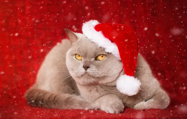 Picture cat, background, portrait, serious, cap, British Shorthair