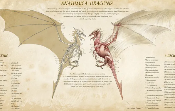 Fantasy, Dragon, muscles, artwork, infographic, creature, skeleton, anatomy