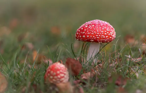 Autumn, grass, leaves, nature, background, glade, mushrooms, mushroom