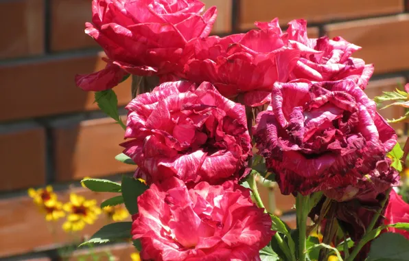 Flowers, roses, June, Mamala ©, summer 2018