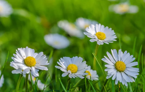 Field, grass, chamomile, petals, meadow