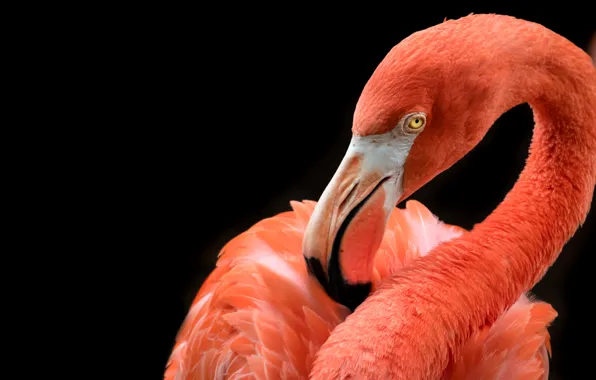 Look, bird, portrait, beak, bending, black background, Flamingo, neck