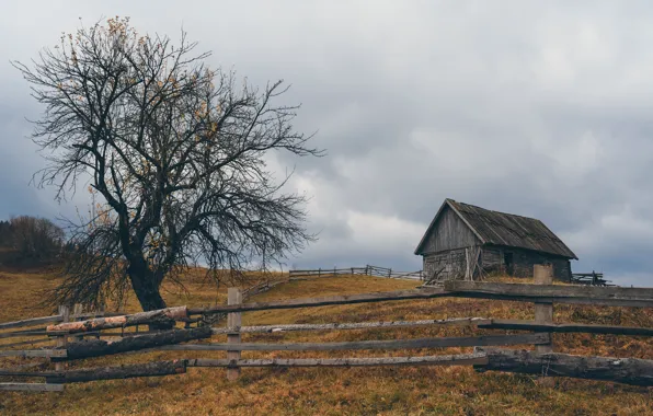 Autumn, tree, the barn