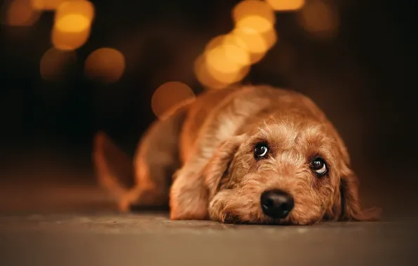 House, each, dog
