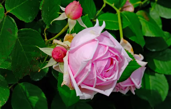 Greens, flower, leaves, branches, pink, rose, Bush, roses