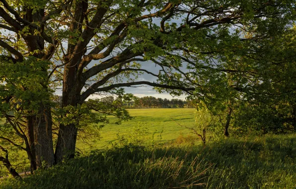 Field, summer, trees, Sunny, Tver oblast