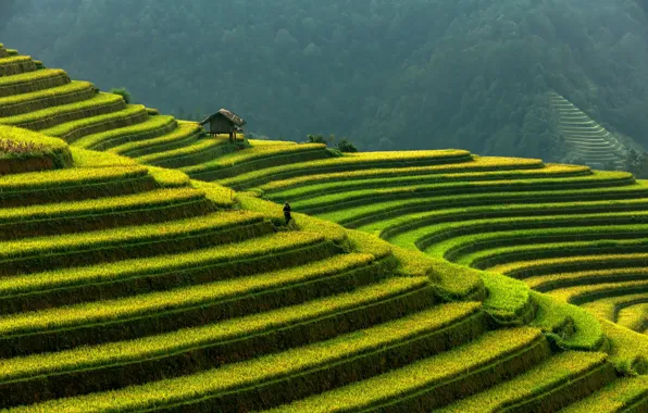 Picture mountains, Vietnam, rice terraces