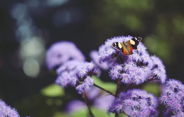 Flowers, butterfly, wings, insect