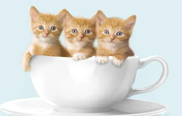 Mug, kittens, red kittens