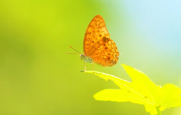 Picture sheet, butterfly, plant, wings, insect