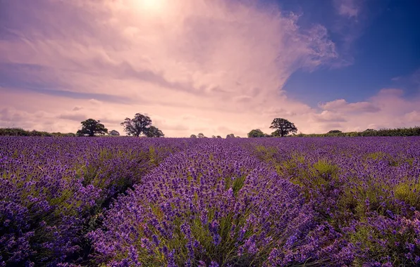 Field, trees, sunset, clouds, nature, lavender