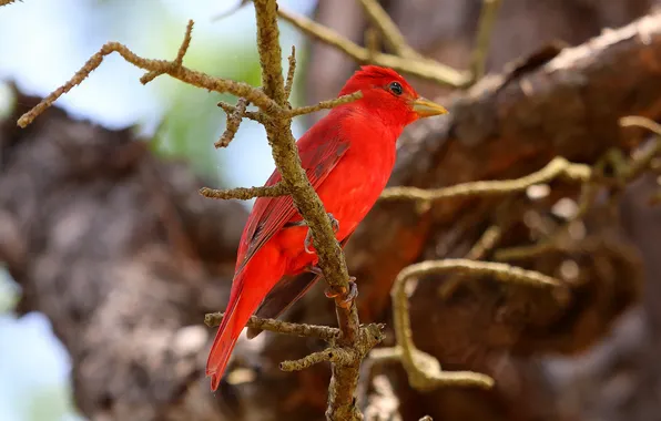 Trees, branches, bird, color, feathers