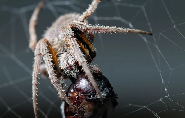 Picture spider, legs, eyes, fang, dinner