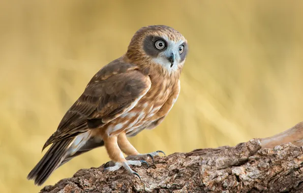 Picture owl, bird, branch, Southern Boobook, Ninox novaeseelandiae