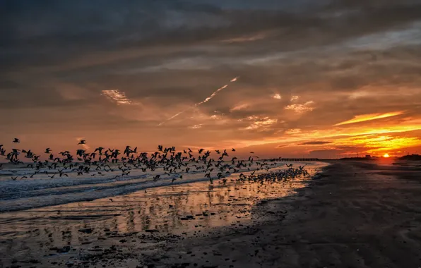 Beach, sunset, the ocean, seagulls, california