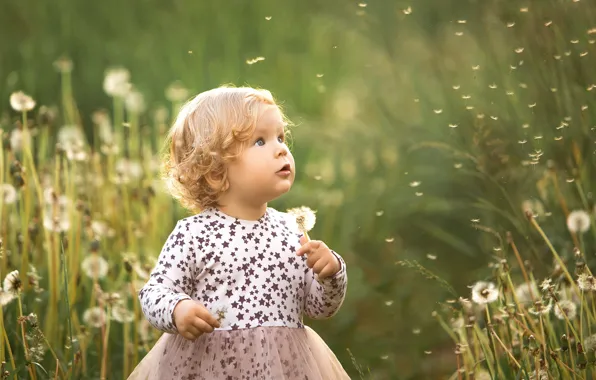 Picture summer, dandelion, surprise, girl