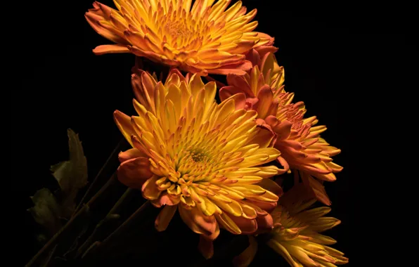 Photo, Flowers, Orange, Chrysanthemum