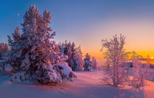 Picture winter, snow, trees, sunset, Lake Ladoga, Karelia