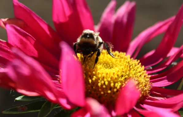 Autumn, insects, nature, bee, asters, flowers Similar Wallpaper:
