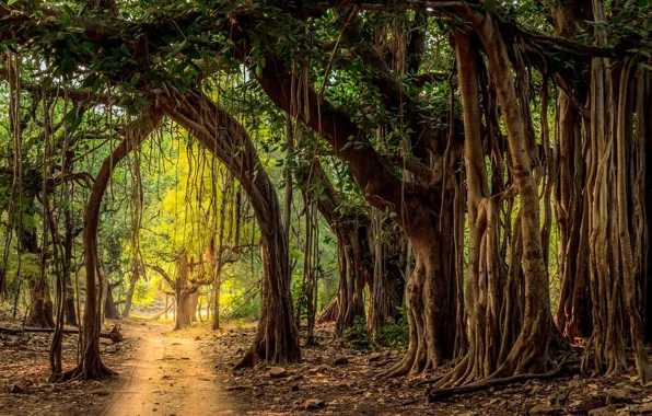 Picture forest, trees, India, dirt road, Ranthambore national Park