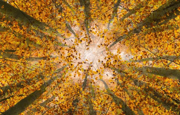 Picture autumn, forest, the sky, leaves, light, trees, branches, yellow