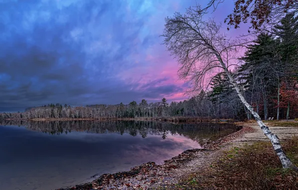 Landscape, nature, beauty, the evening, birch