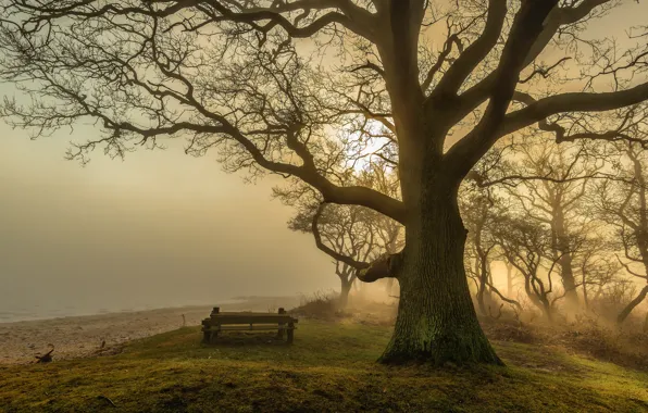 Download wallpaper beach, the sun, light, fog, tree, shadows, benches ...