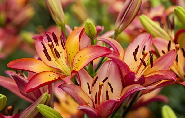 Picture macro, Lily, beauty, buds