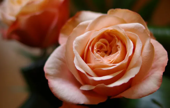 Picture macro, flowers, orange, close-up, background, roses, petals, buds