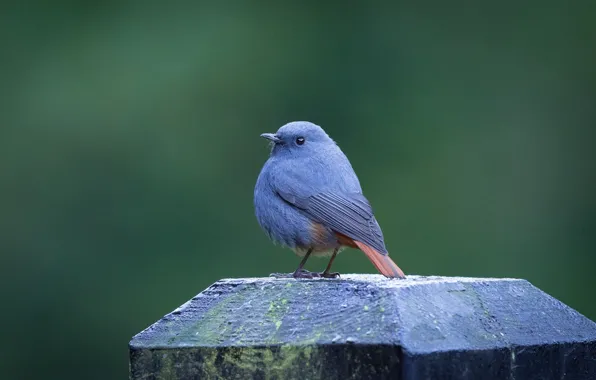 Picture bird, column, PPE Redstart