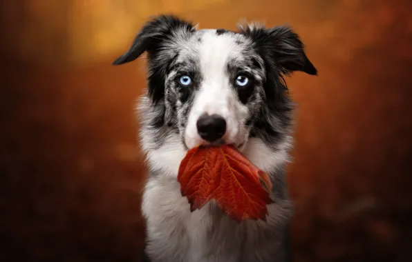 Autumn, look, nature, leaf, portrait, dog, blue eyes, face
