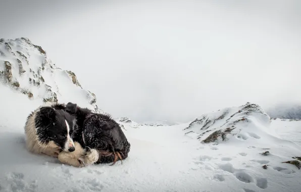 Cold, snow, loneliness, dog