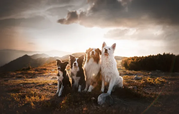Picture dogs, mountains, Quartet