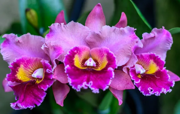 Bright, pink, trio, Orchid