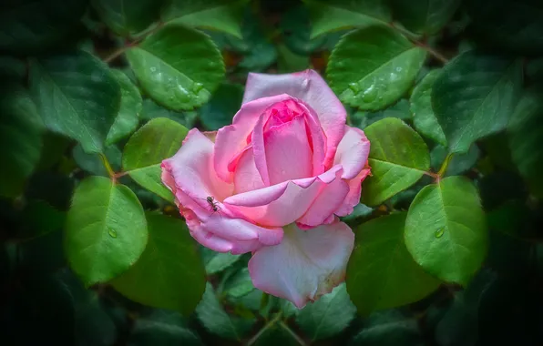 Flower, leaves, drops, macro, pink, rose, garden, ant