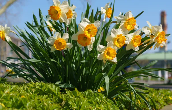 Picture flowers, yellow, flowerbed, a lot, daffodils, blue sky