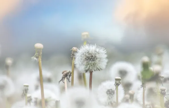 Flowers, stems, glade, treatment, fluff, dandelions