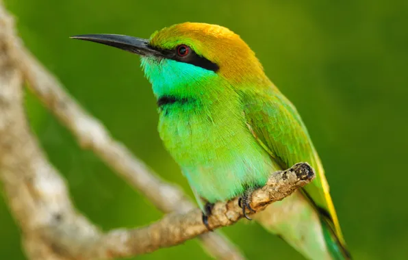 Animals, leaves, macro, nature, bird, branch, animals, tail