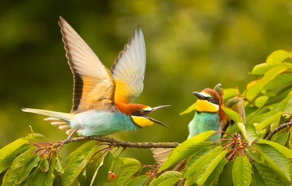 Picture branch, birds, European bee-eater, Adamec Robert, Bee-eater