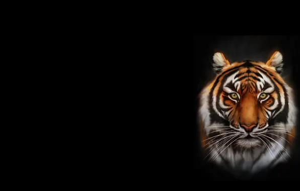 Picture cat, tiger, minimalism, art