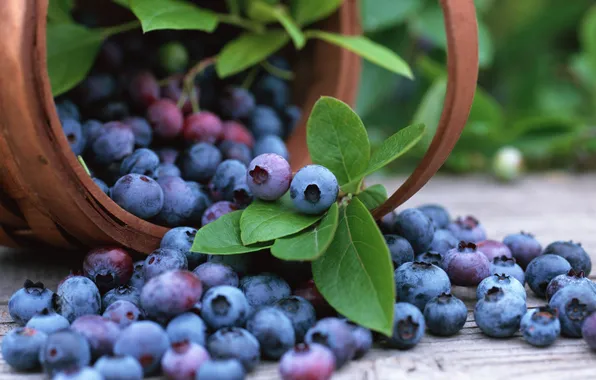 Picture basket, blueberries, blueberry, fruits