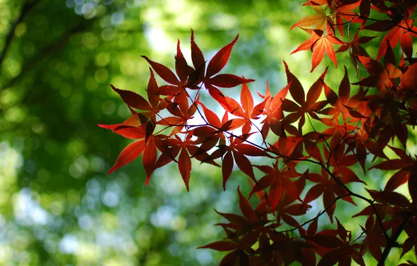 Picture macro, glare, foliage, branch