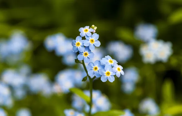 Picture field, macro, plant, petals, meadow, forget-me-nots